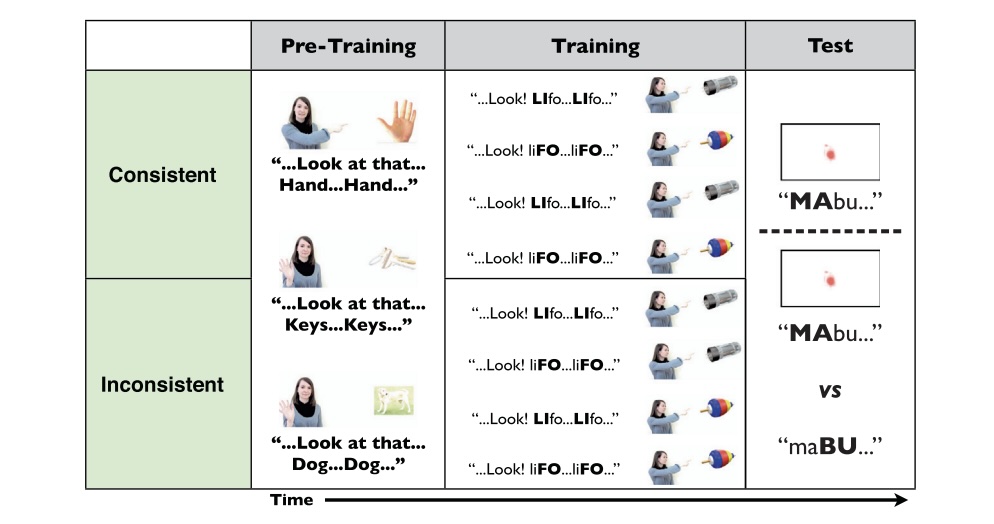 Object labeling influences infant phonetic learning and generalization