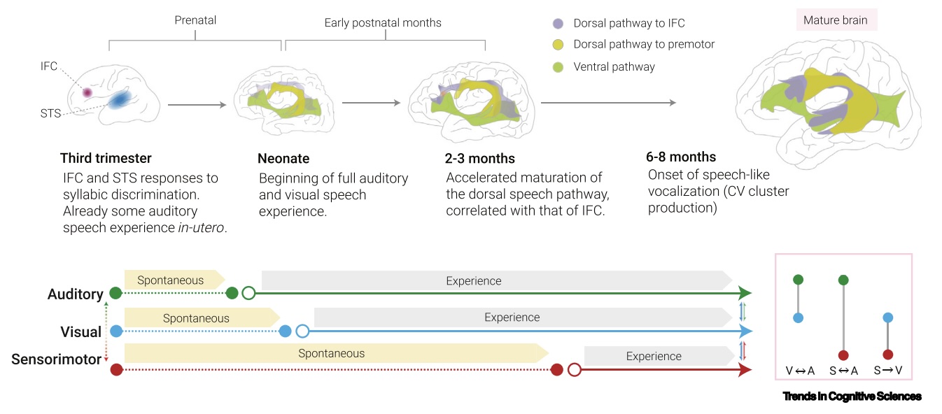 Sensorimotor foundations of speech perception in infancy