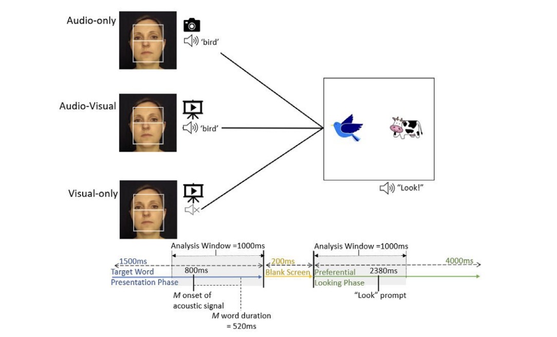 Developmental change in children’s speech processing of auditory and visual cues: An eye-tracking study
