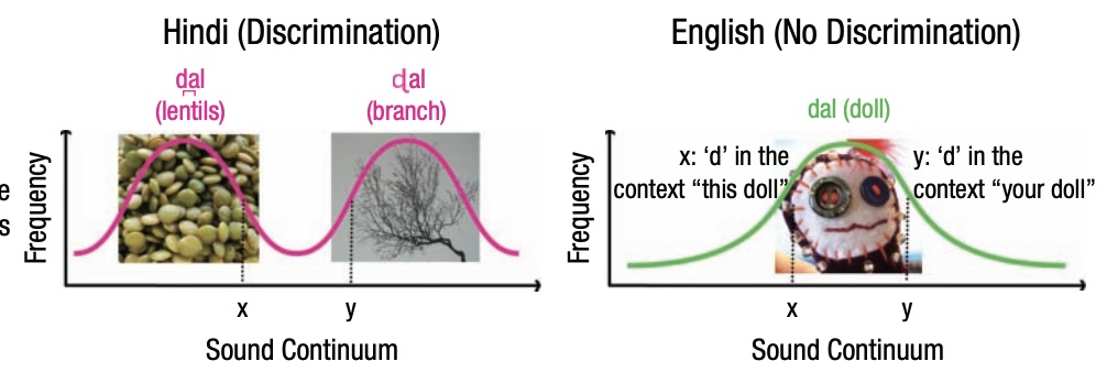 How do infants become experts at native-speech perception?