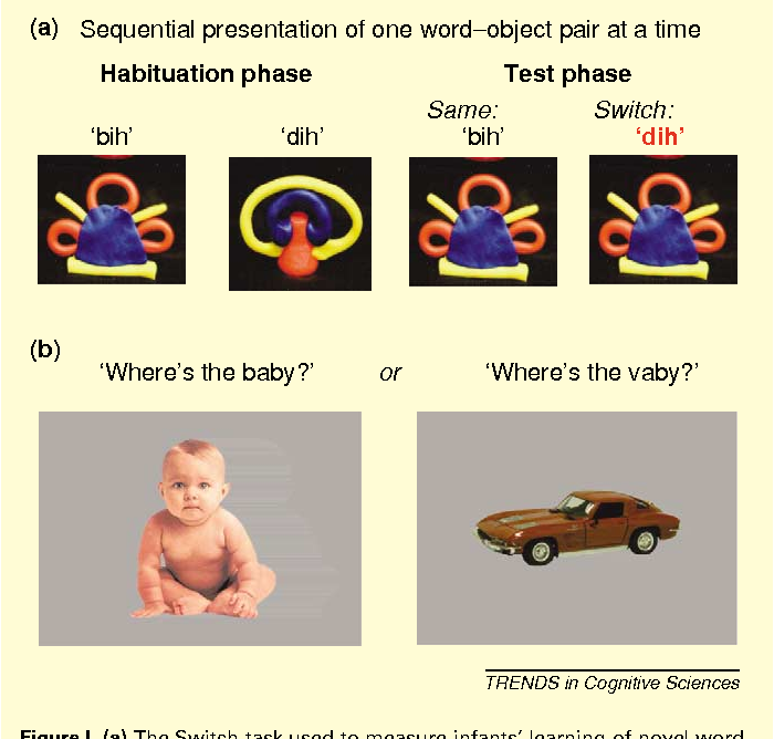 Infant speech perception bootstraps word learning